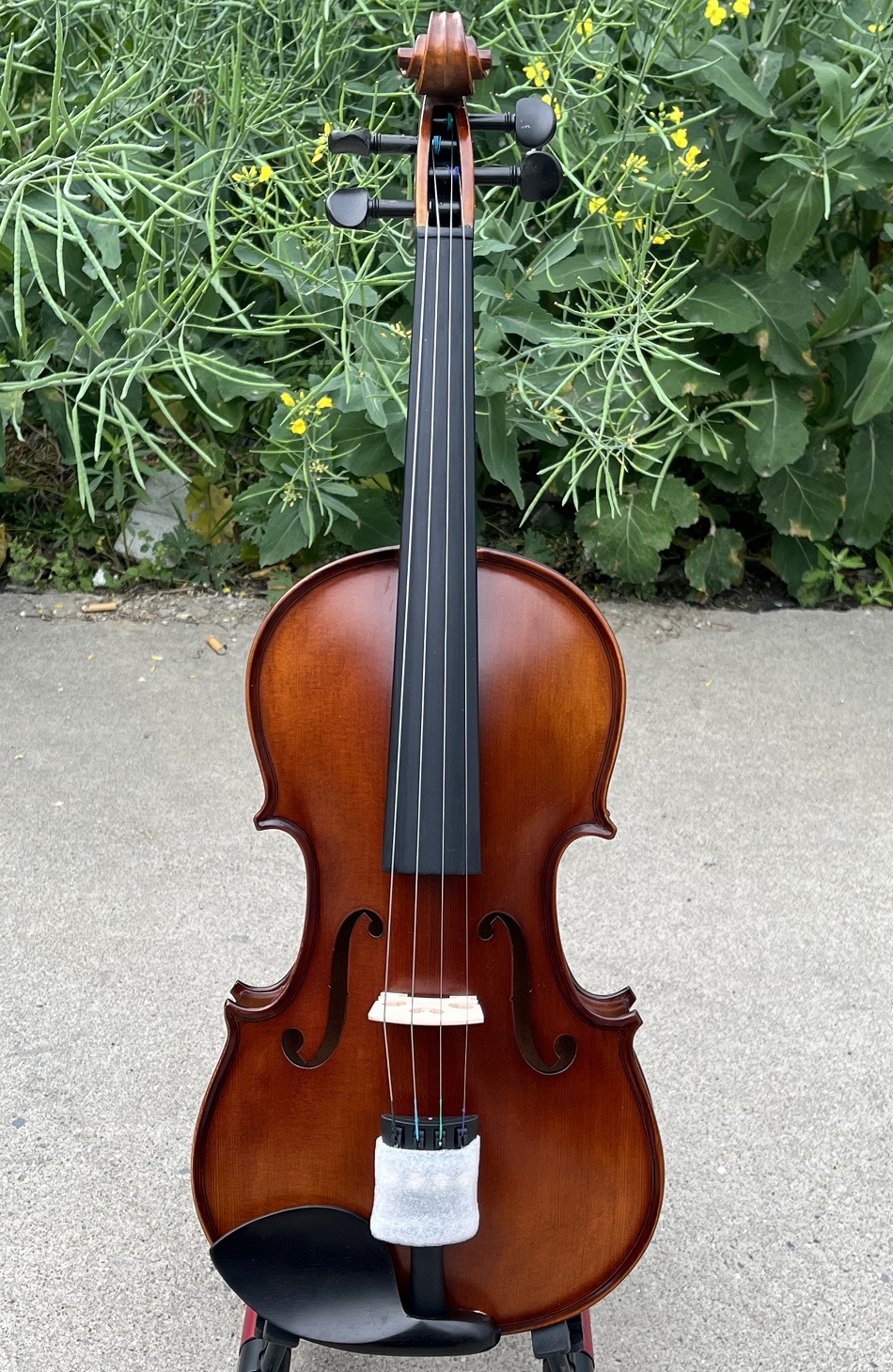 Red brown violin (1)